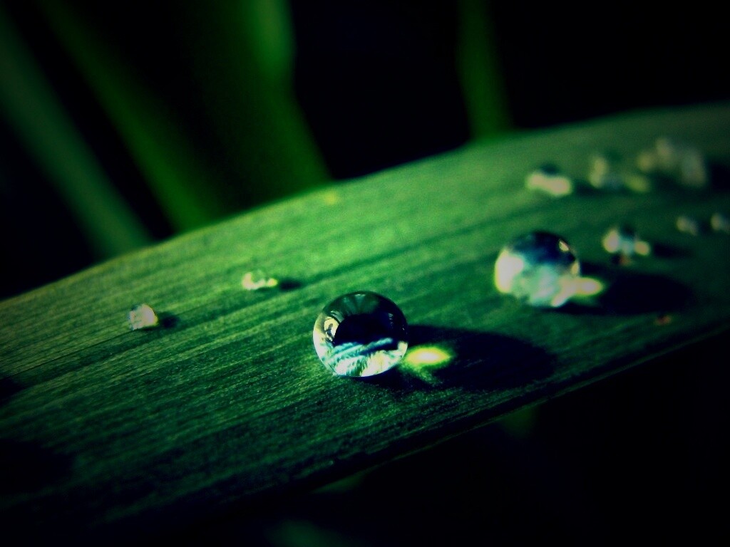 Капли росы на листе обои