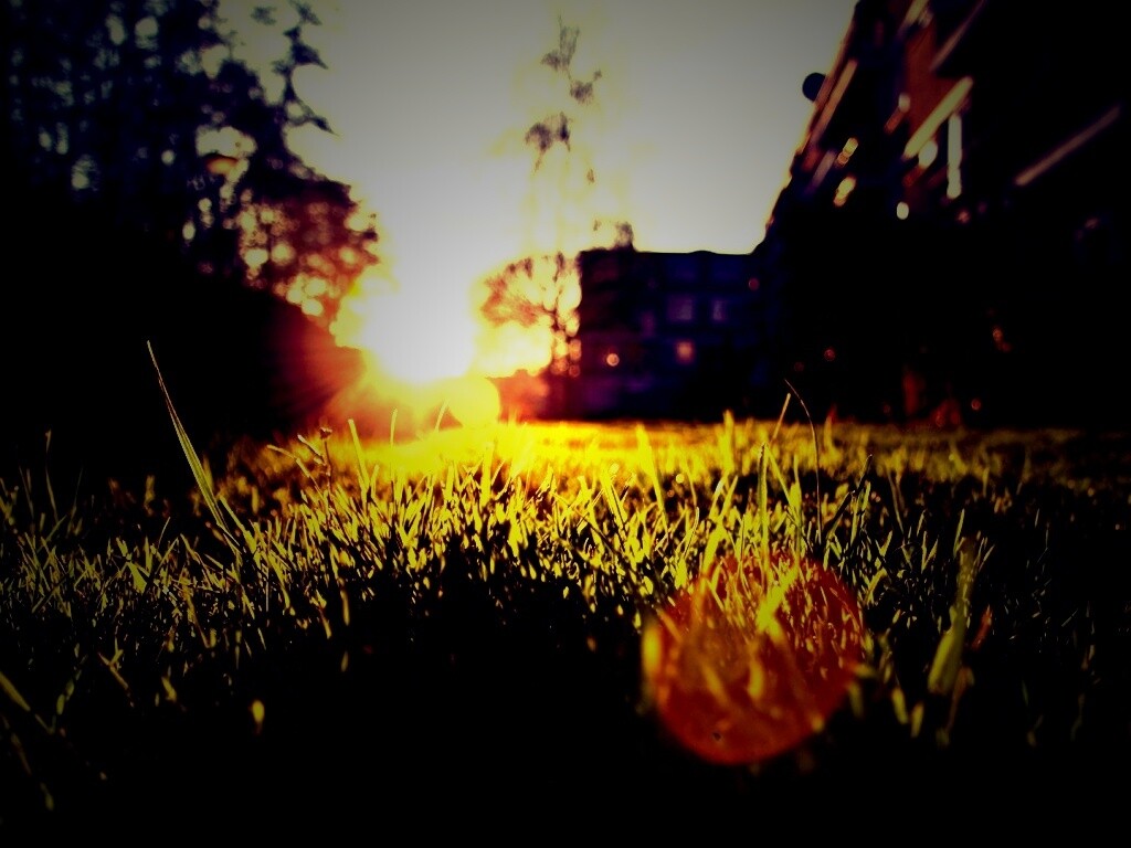 Трава во дворе обои