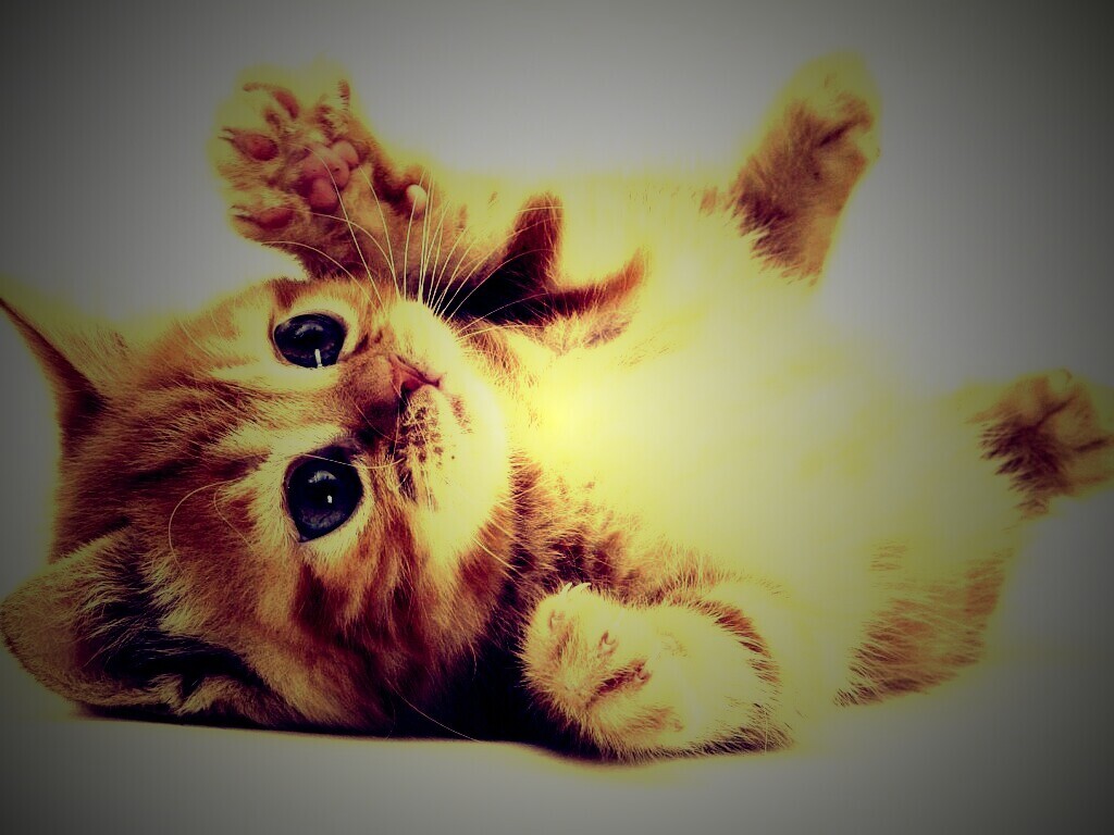 Котёнок обои