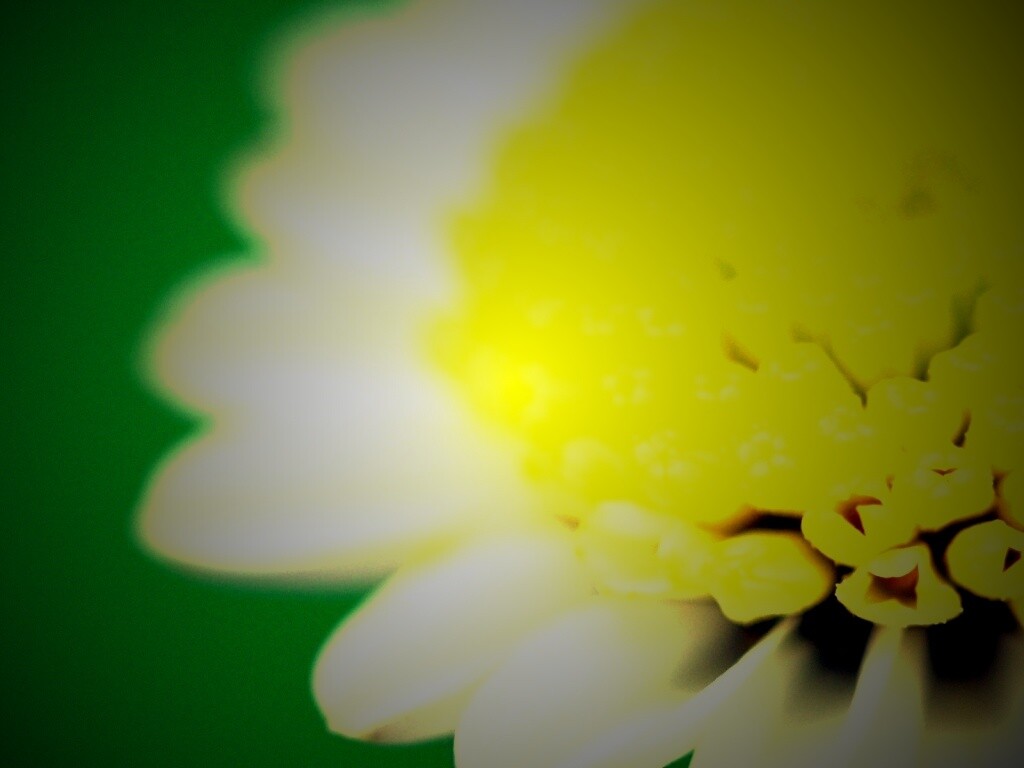 Хризантема обои