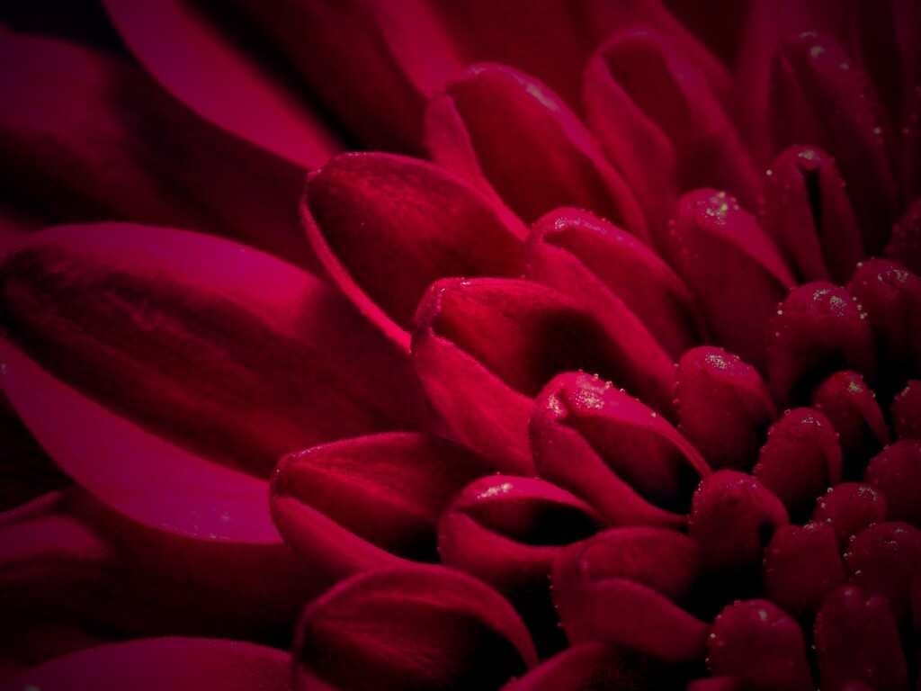 Лепестки хризантемы обои