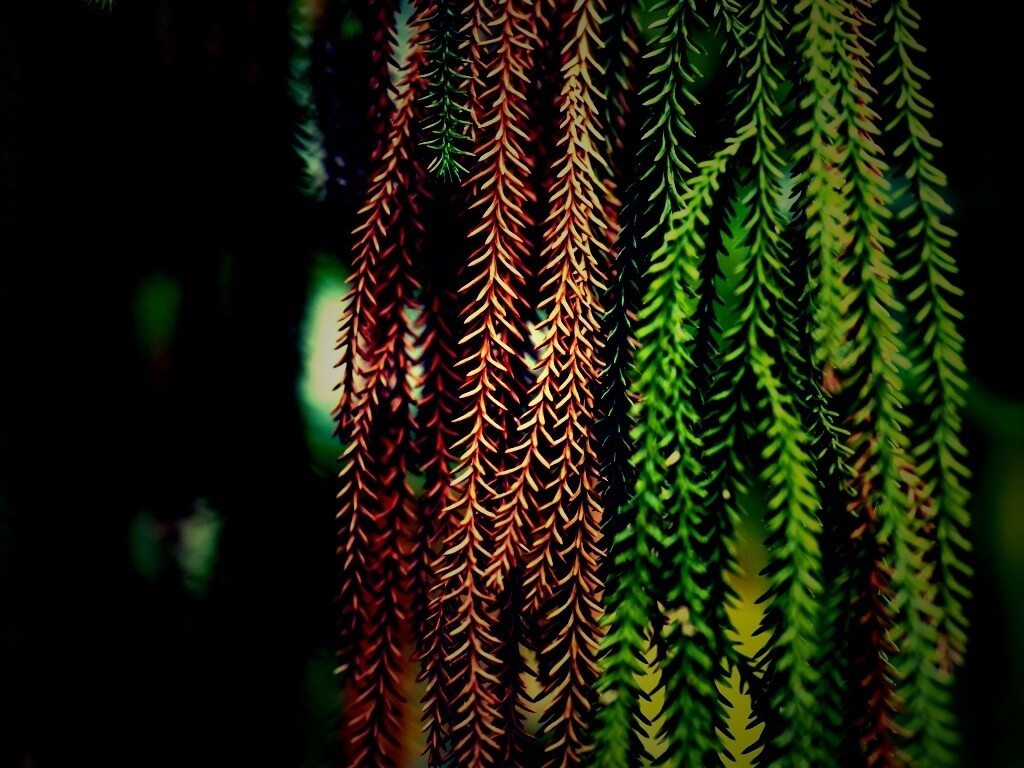 Зеленые колючки обои