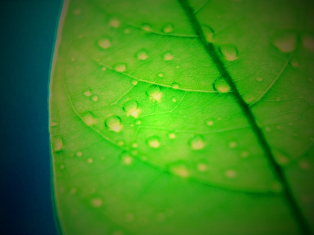 Зеленый листик в макро обои