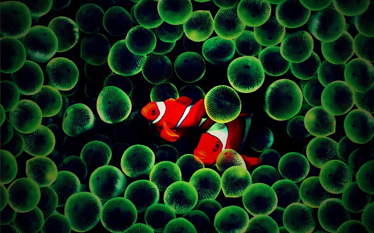 Рыбка клоун стандартные обои iPhone обои