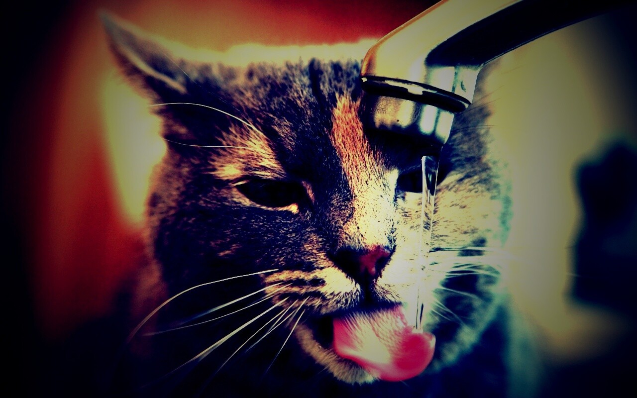 Кот пьет из под крана обои
