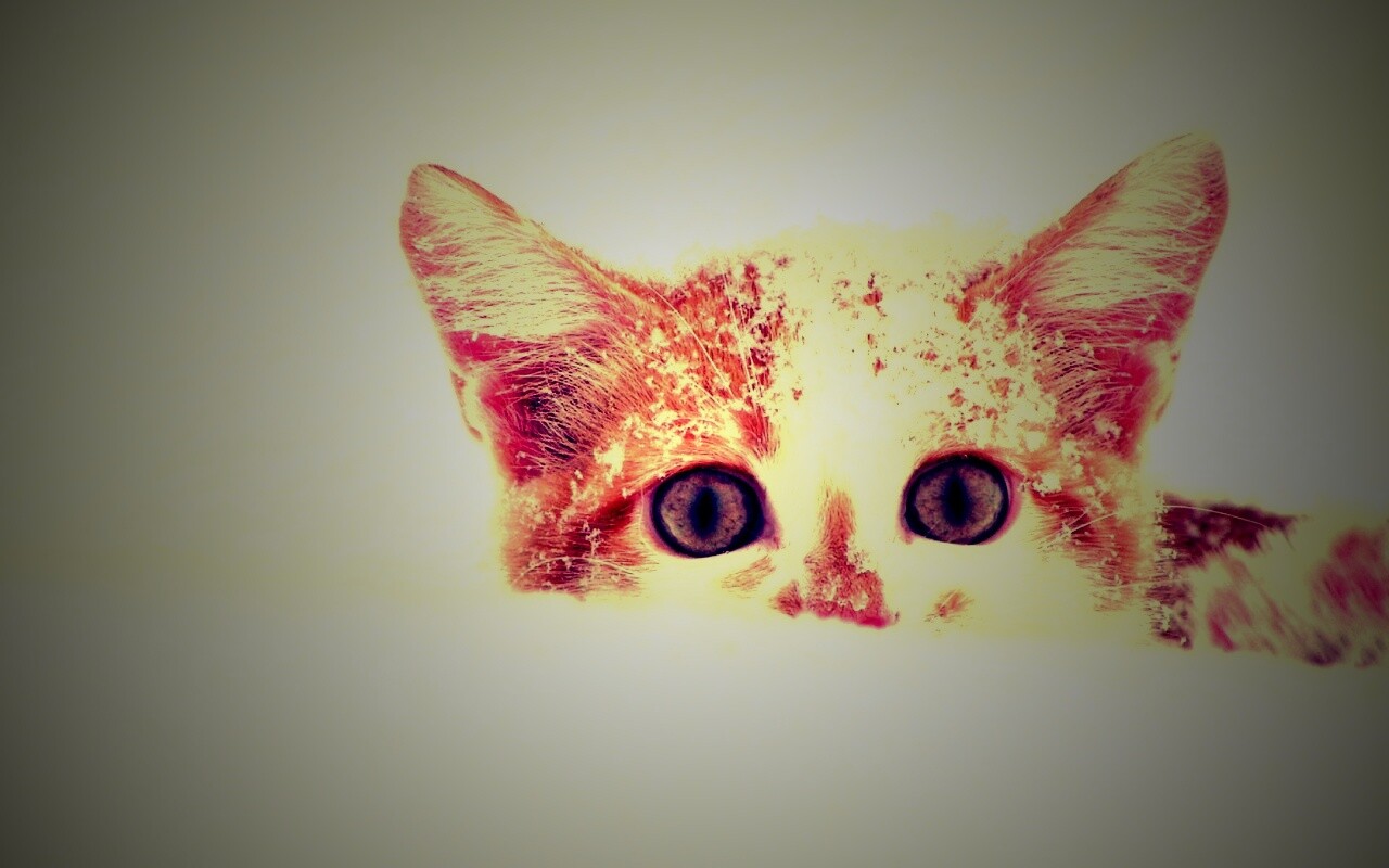 Рыжий котёнок в снегу обои