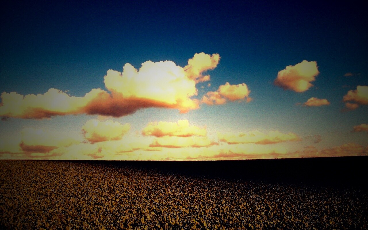 Обака над бескрайними полями обои