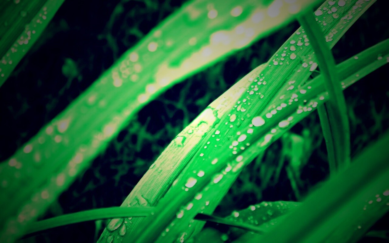Роса на траве обои
