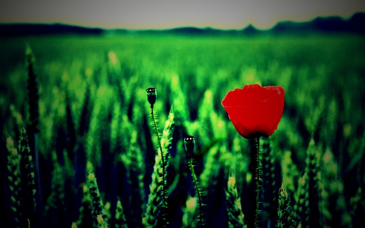 Первый распустившийся мак обои