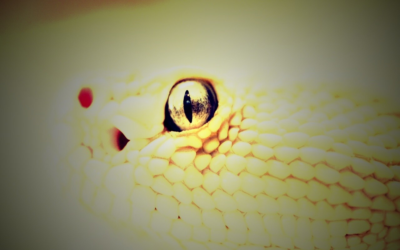 Змея альбинос обои