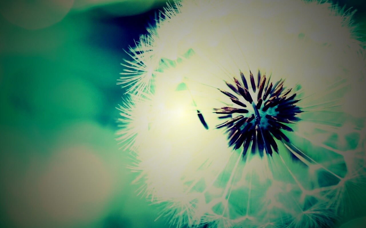 Макро фото одуванчика обои
