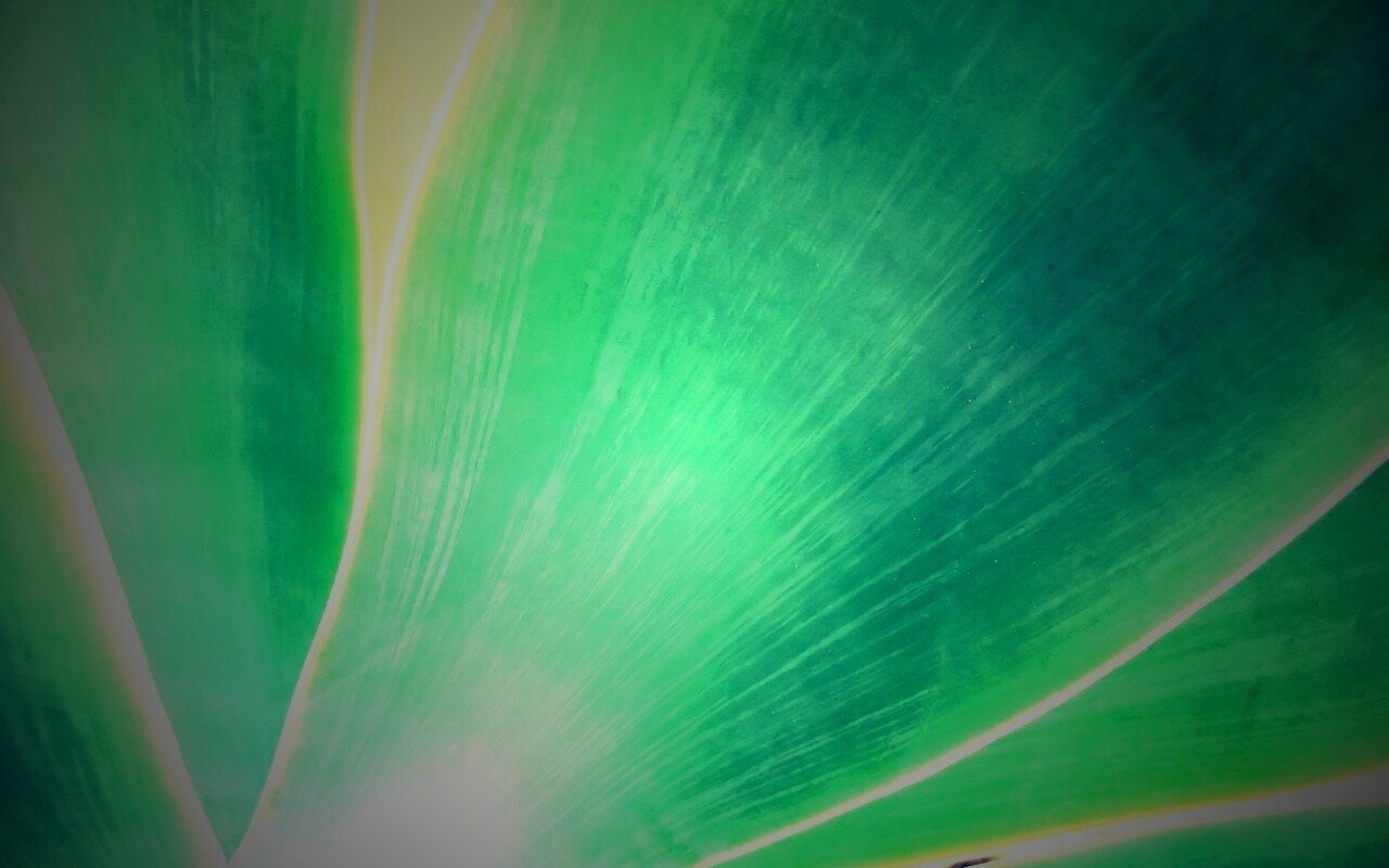 Макро фото травинки обои