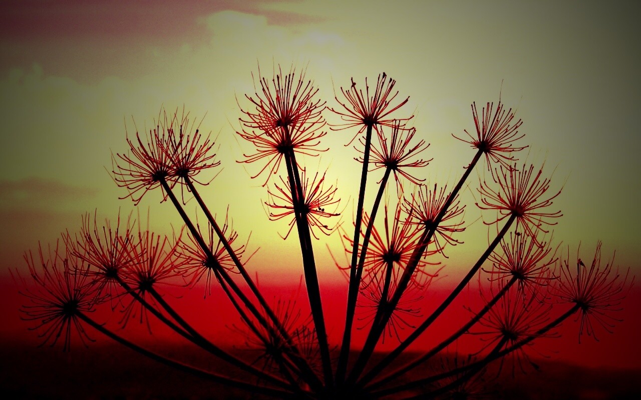 Зонтичное соцветие обои