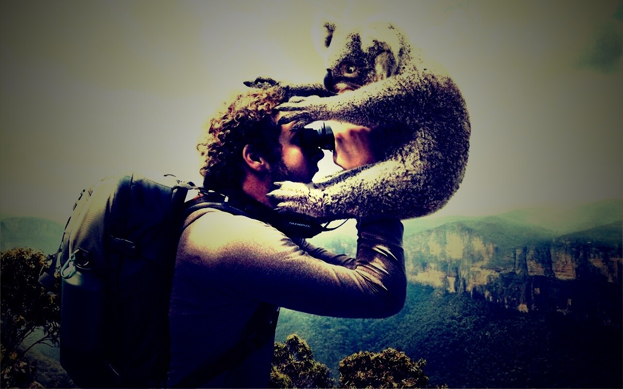 Коала ближе чем кажется обои