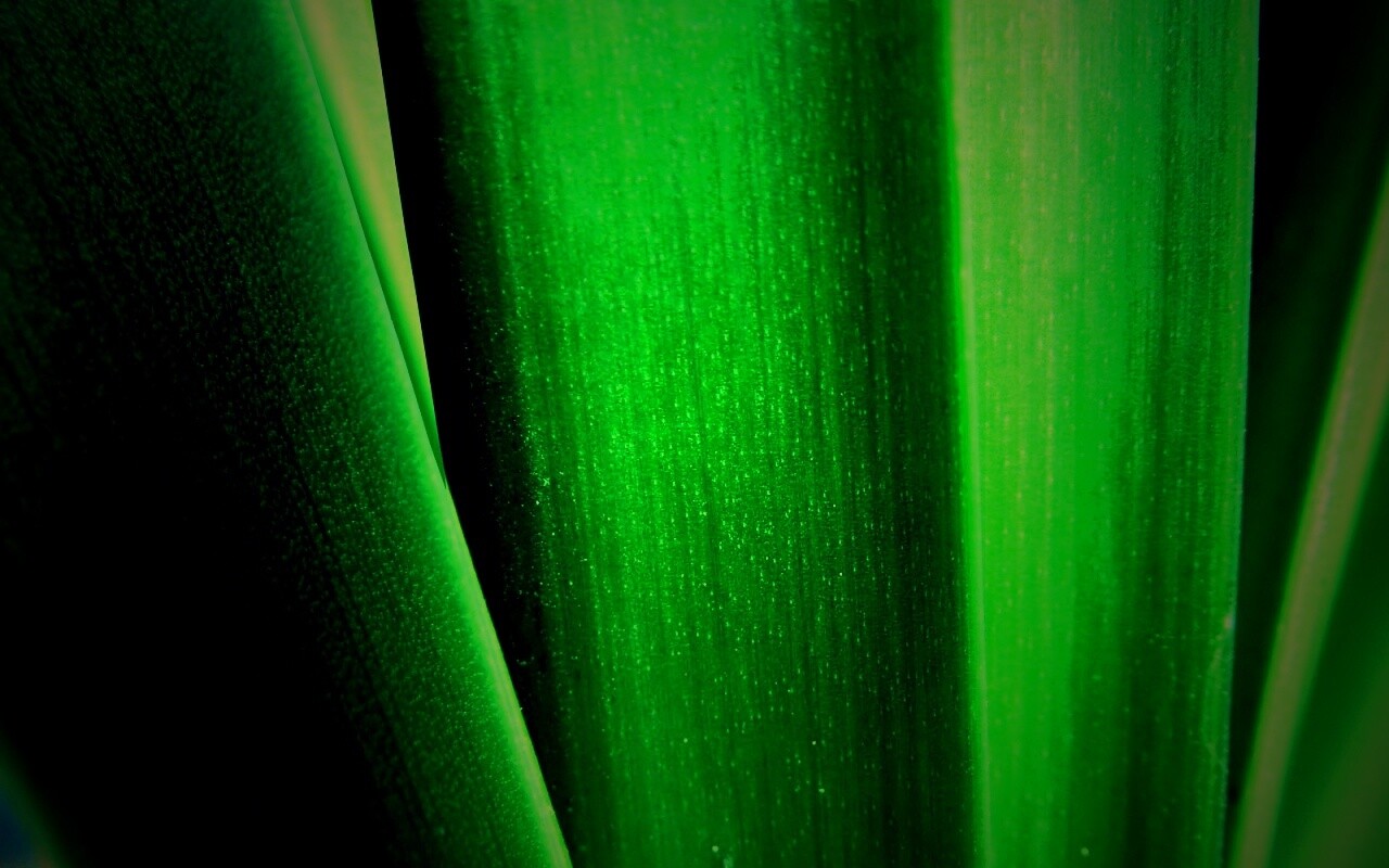 Сочная травинка обои