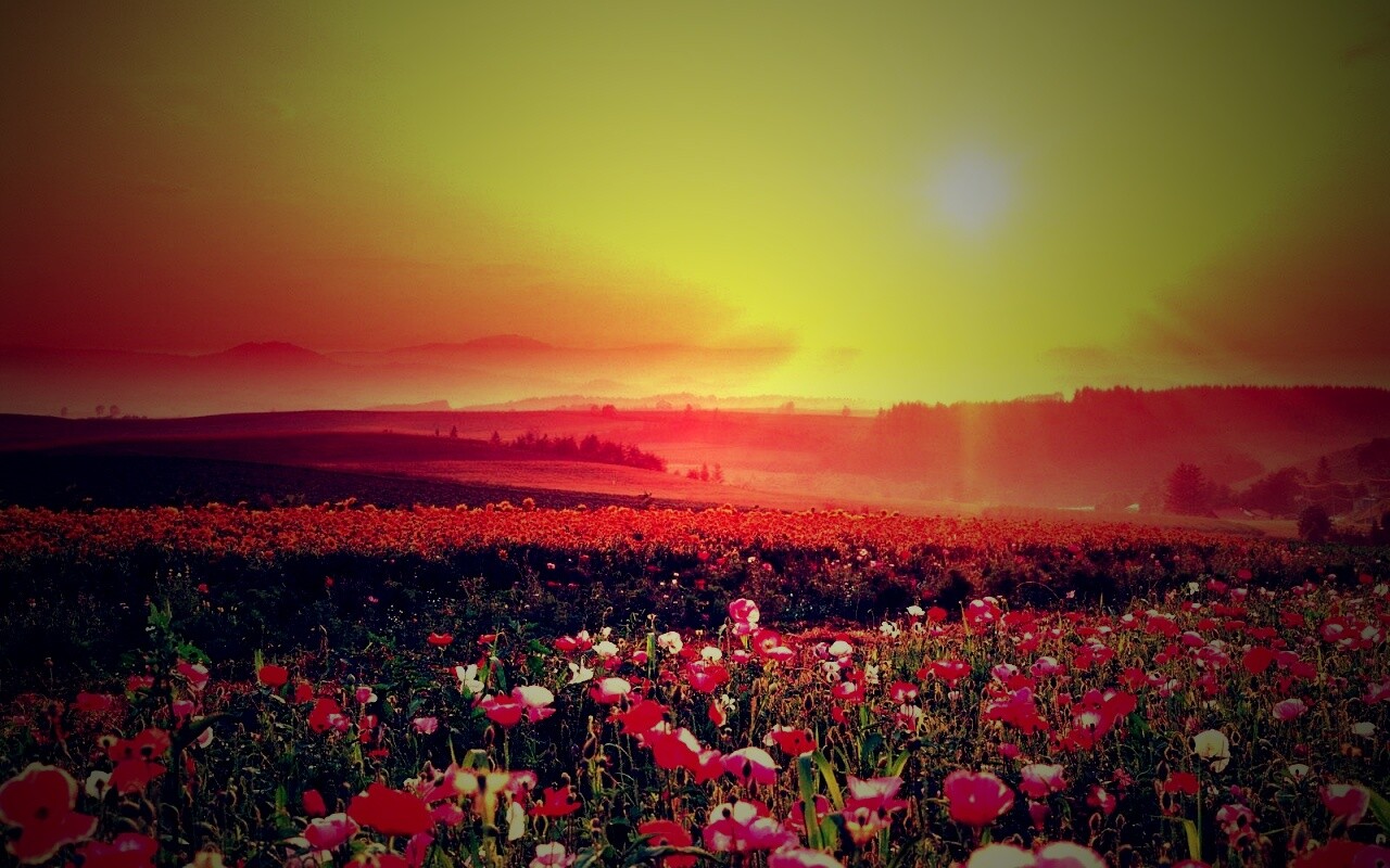 Цветущие поля обои