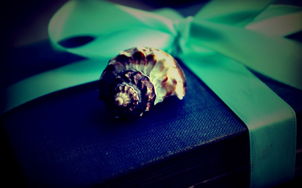 Ракушка на подарочном альбоме обои