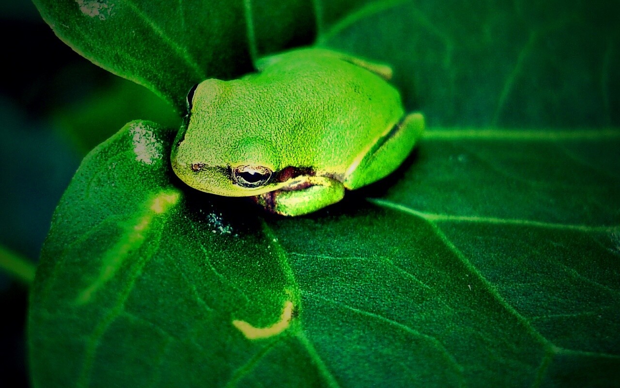Лягушка на листике обои