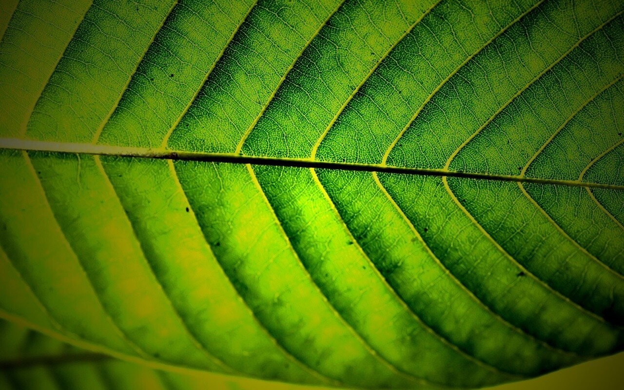 Листик обои