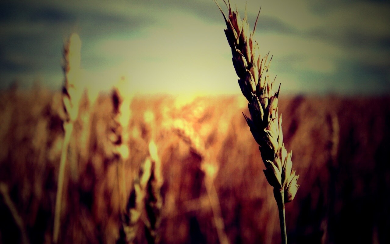 Колосок обои