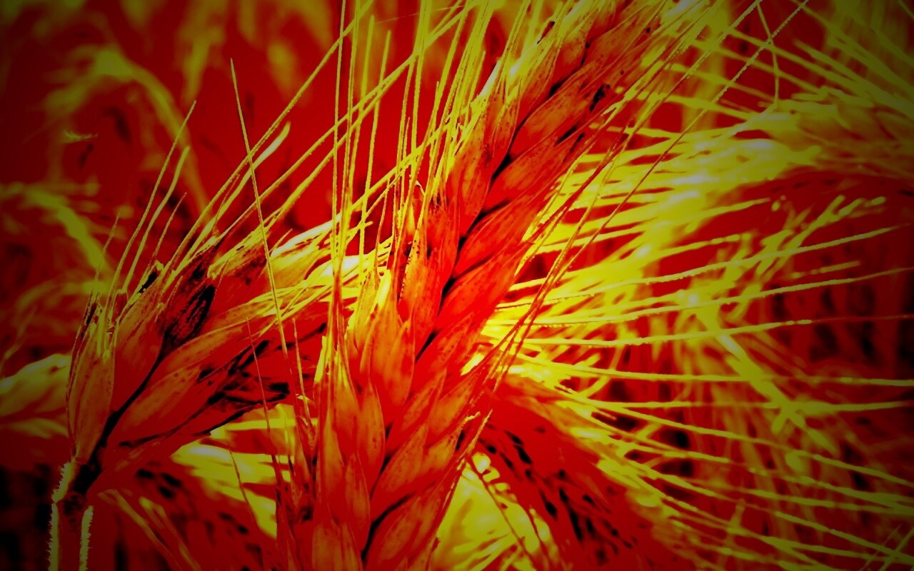 Зреющий колос обои