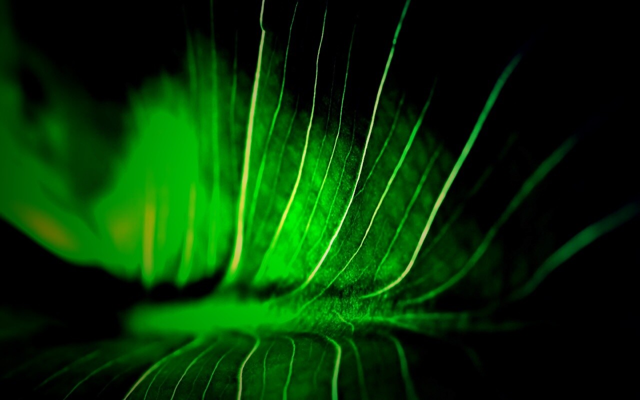 Широкий лист обои