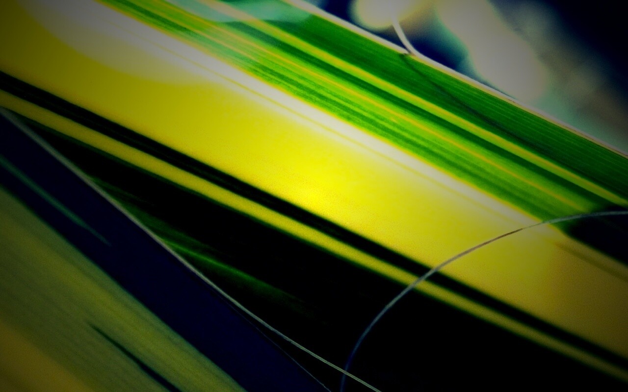 Желто-зеленые травинки обои