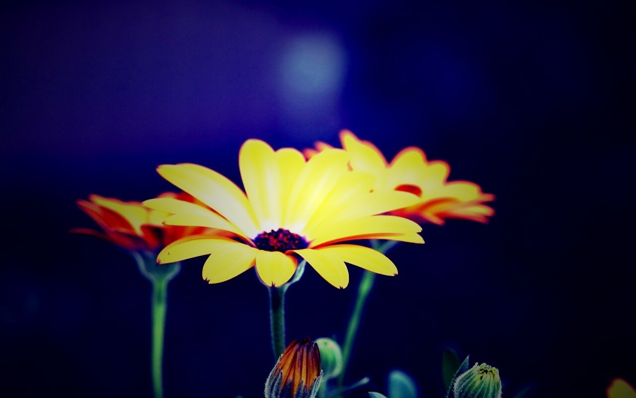 Три желтых цветка обои