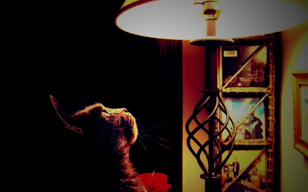 Кот смотрит под торшер обои