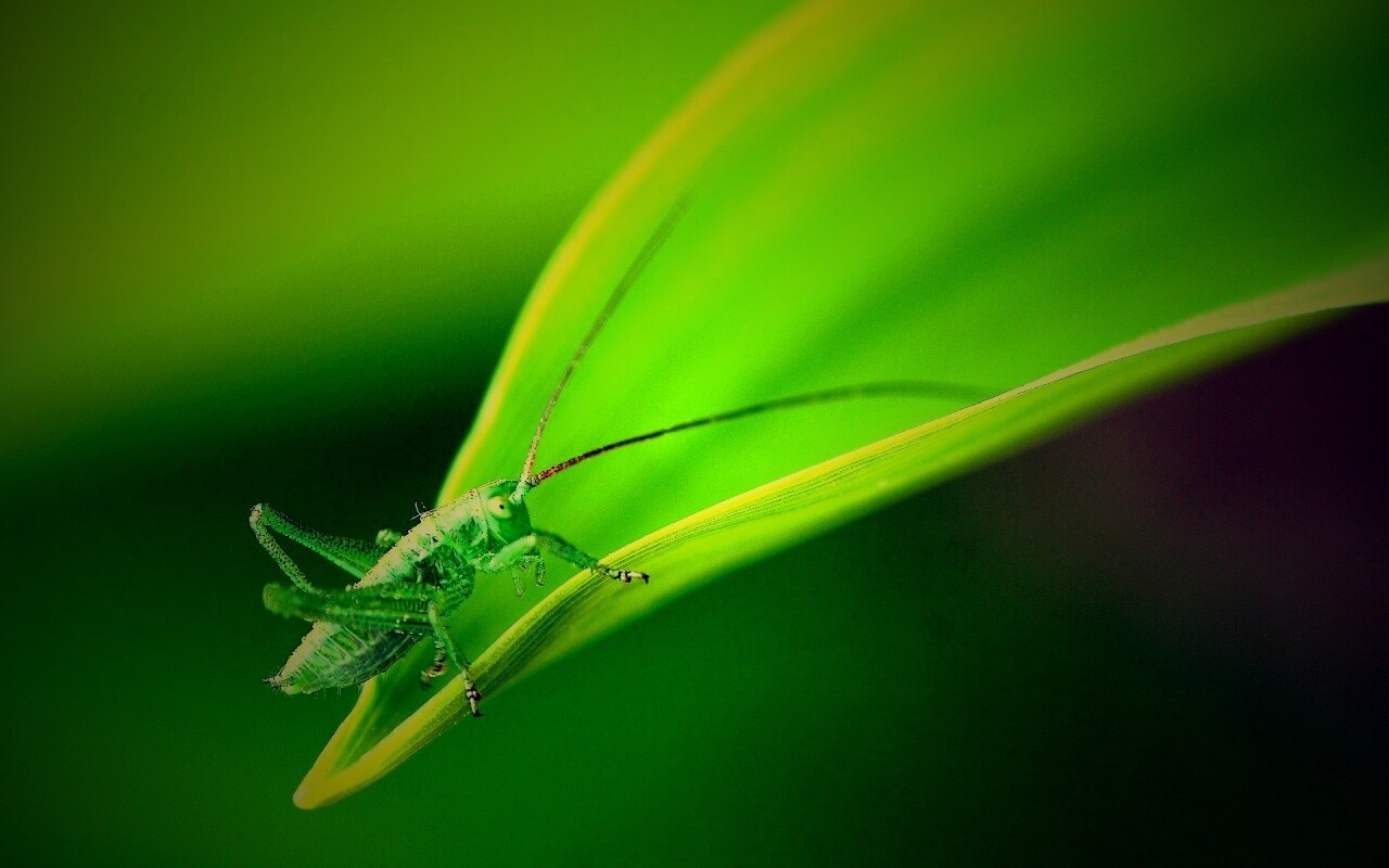 Кузнечик на листике обои