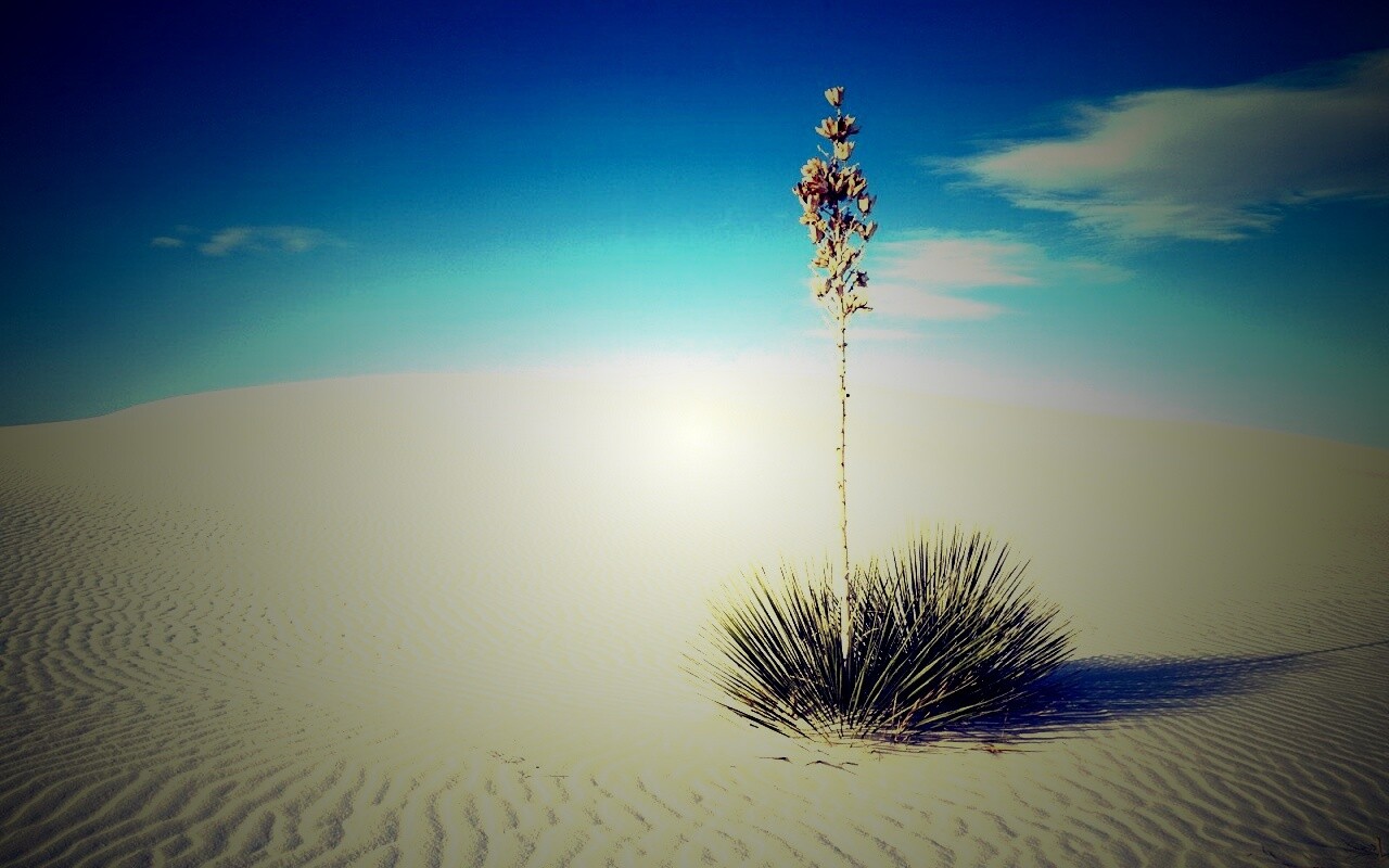 Растение среди пустыни обои