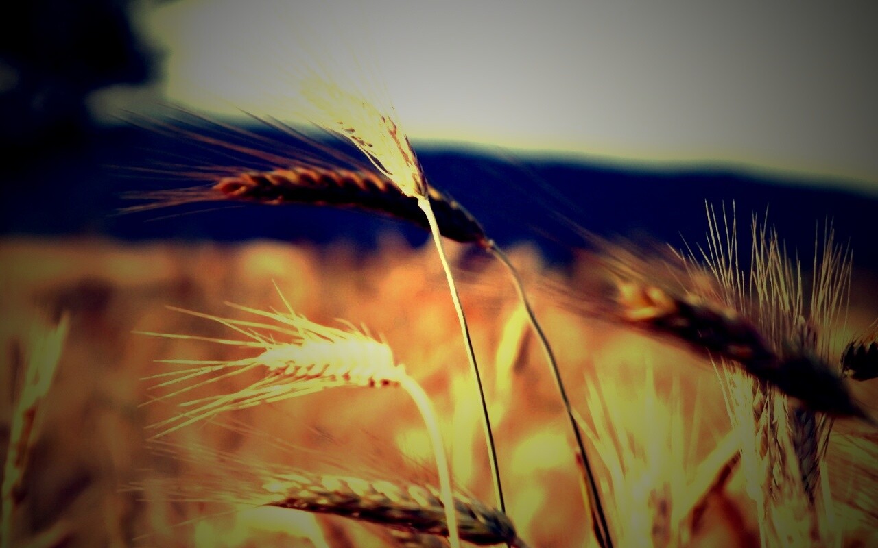 Колоски на ветру обои