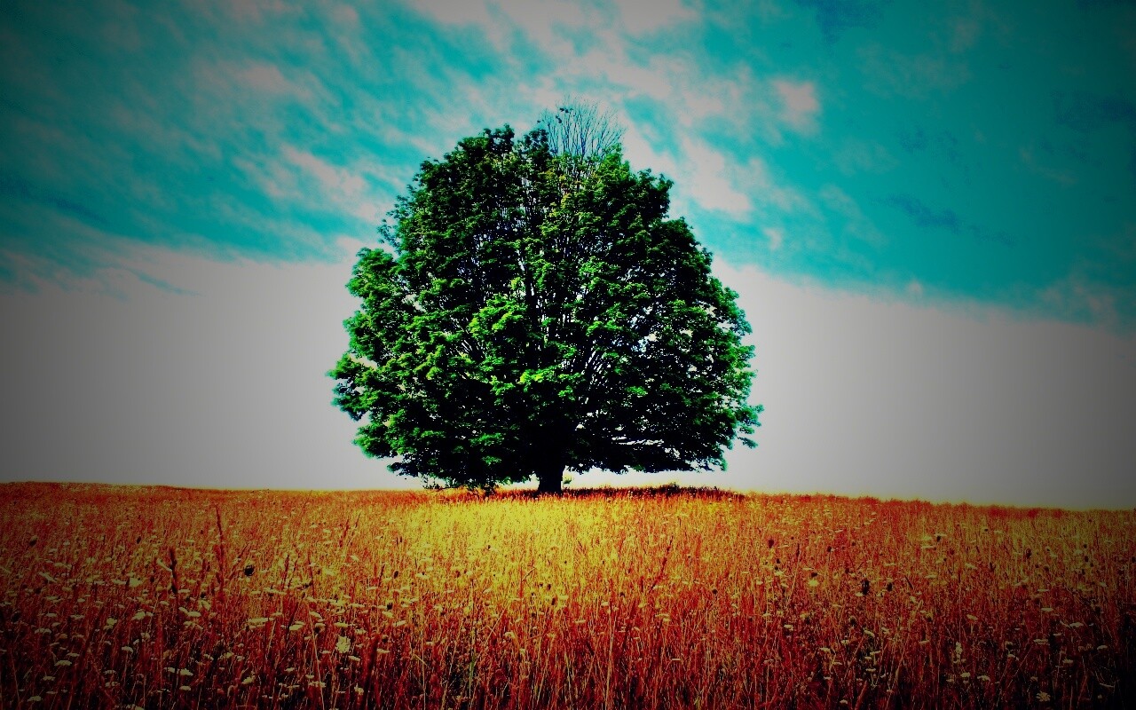 Зеленое дерево в желтом поле обои