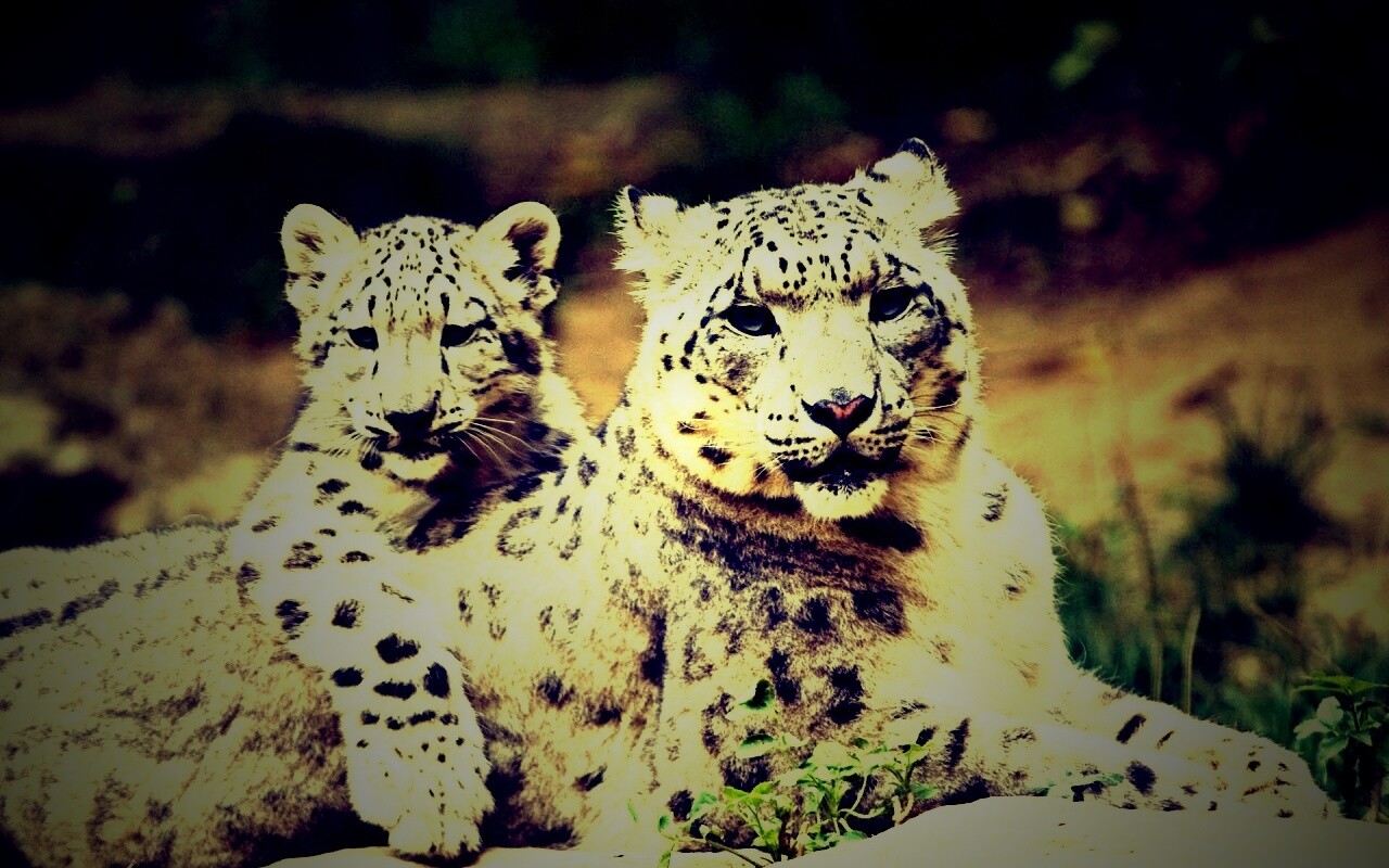 Самка снежного барса с котенком обои