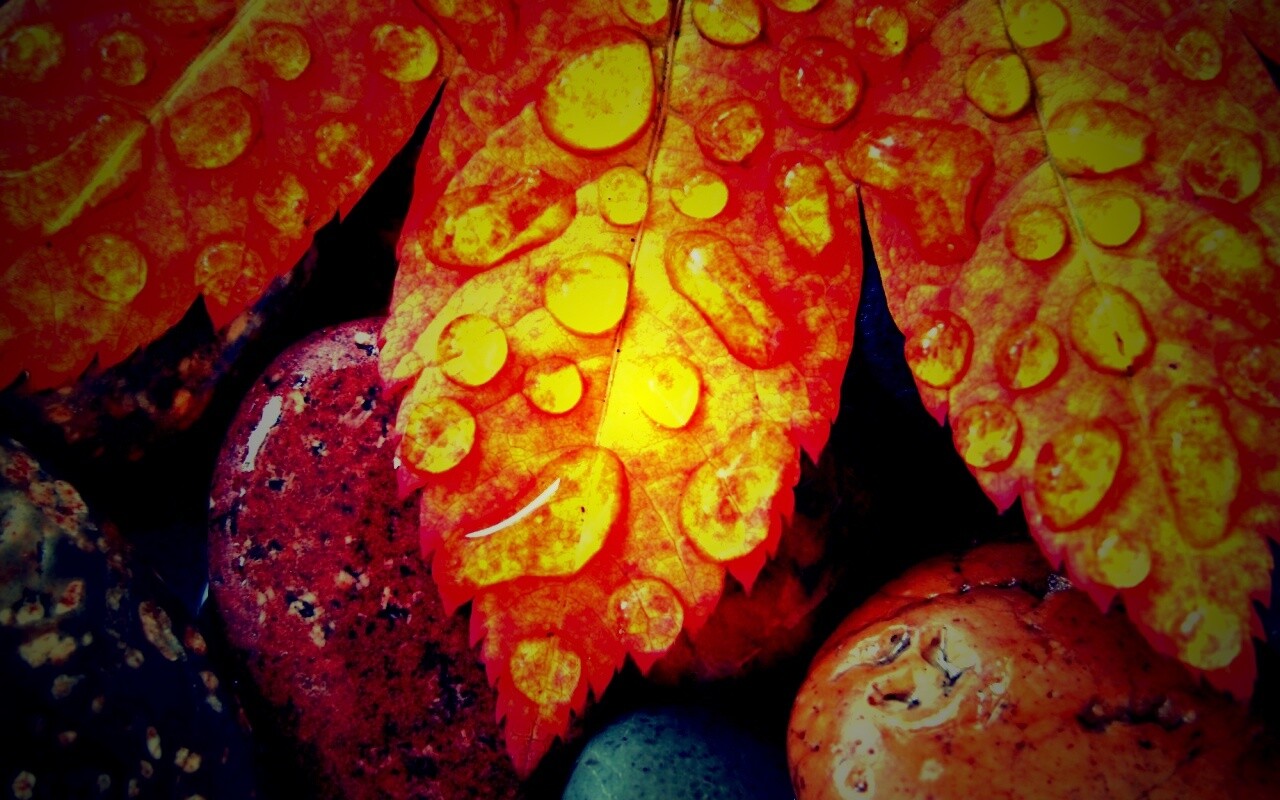 Мокрые листья на камнях обои