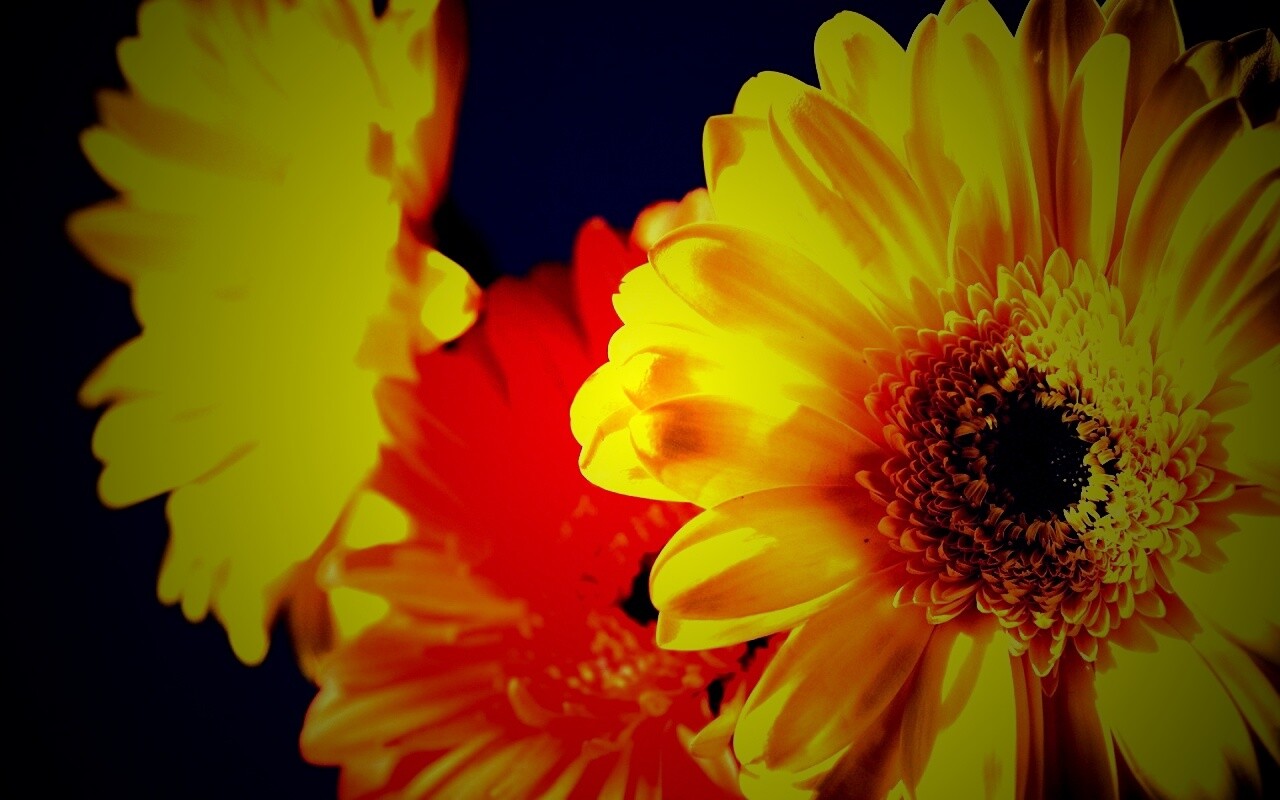 Желтый гербер обои