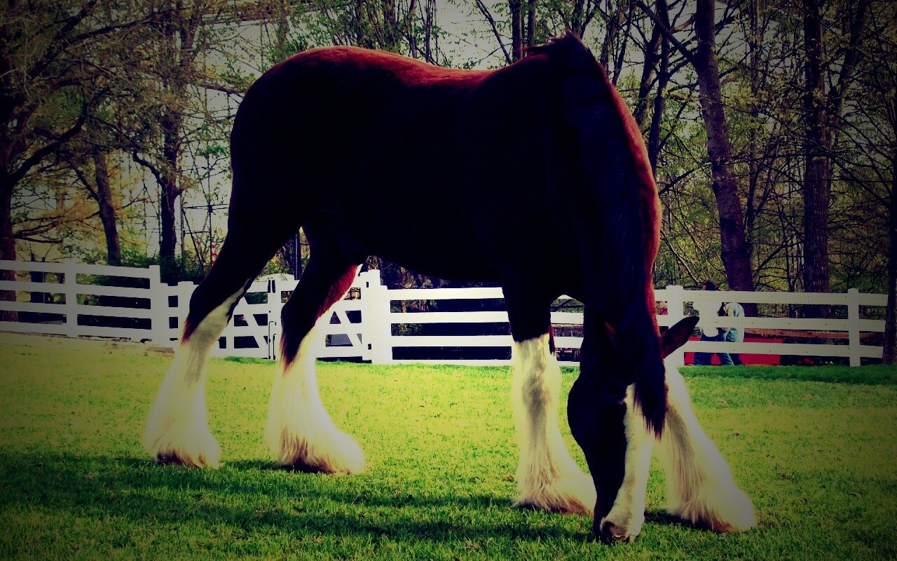Лошадь с лохматыми ногами обои