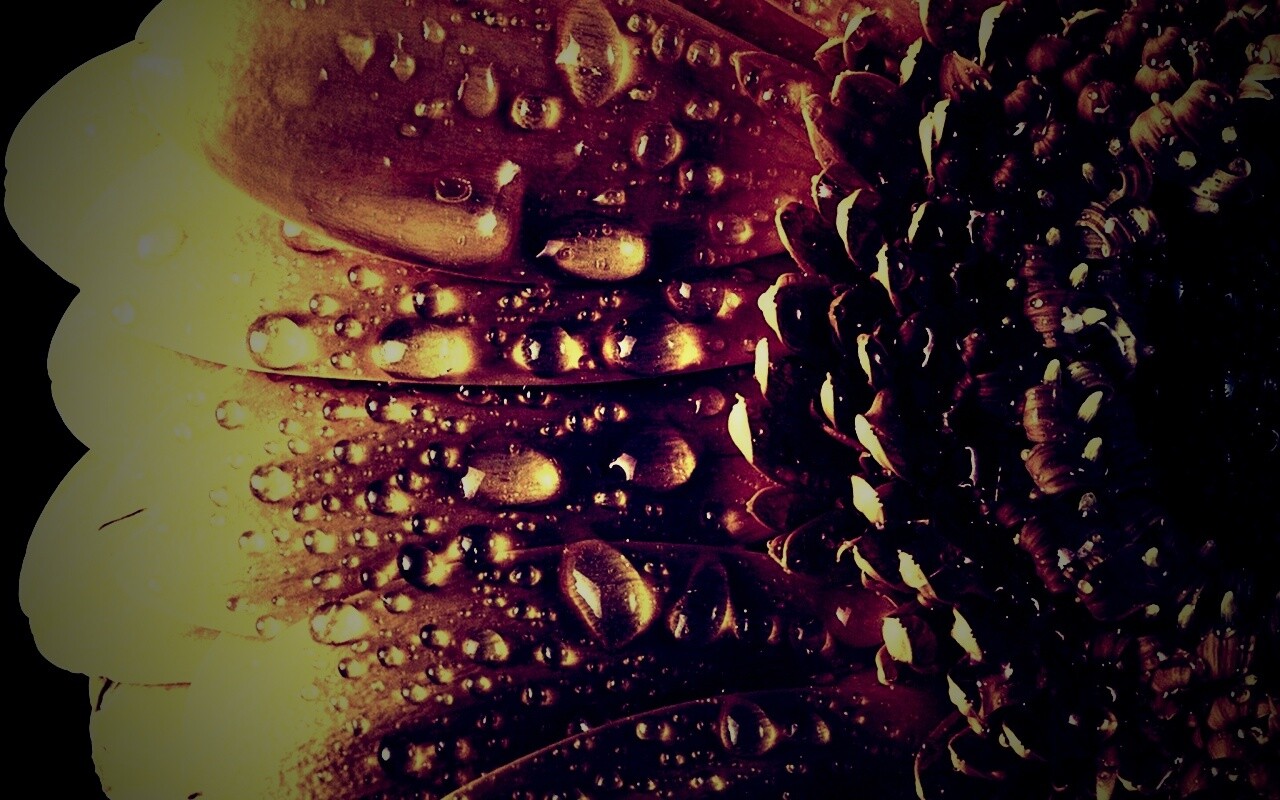 Капли на лепестках гербера обои