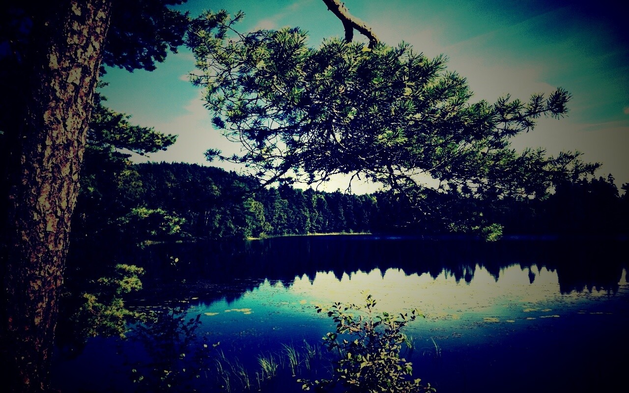 Ветка сосны над озером обои