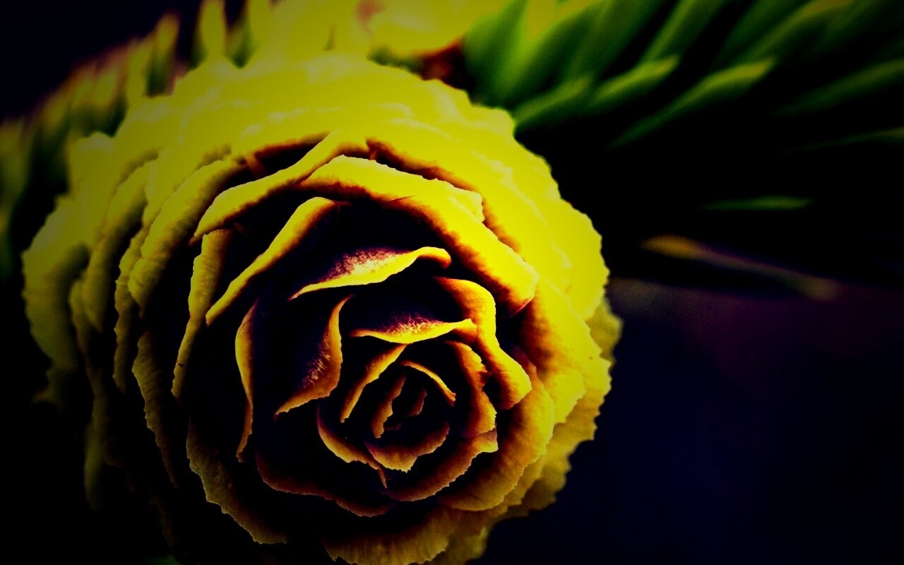 Молодая шишка обои