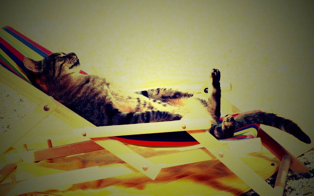 Кот в отпуске обои