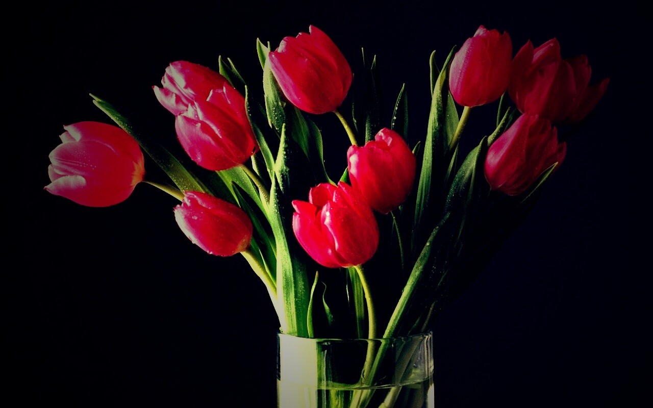 Букет тюльпанов обои