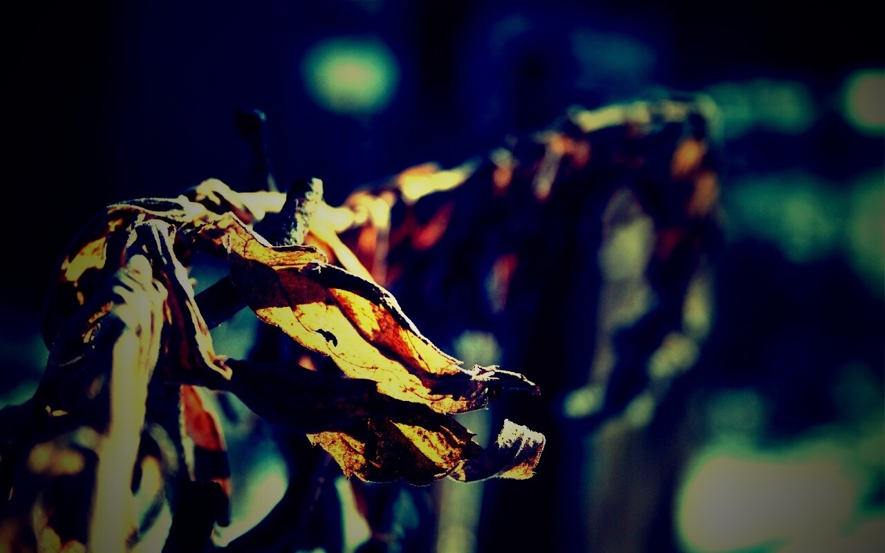 Сухие листья на железном заборе обои