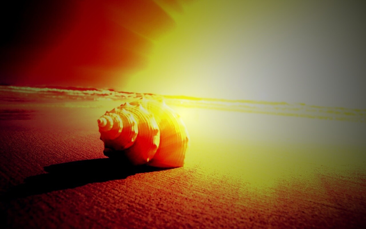 Золотистая ракушка обои