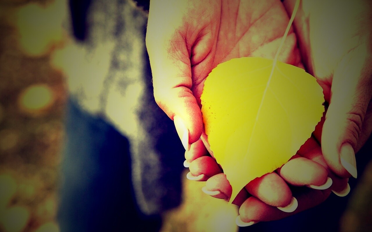 Осенний лист в руках обои