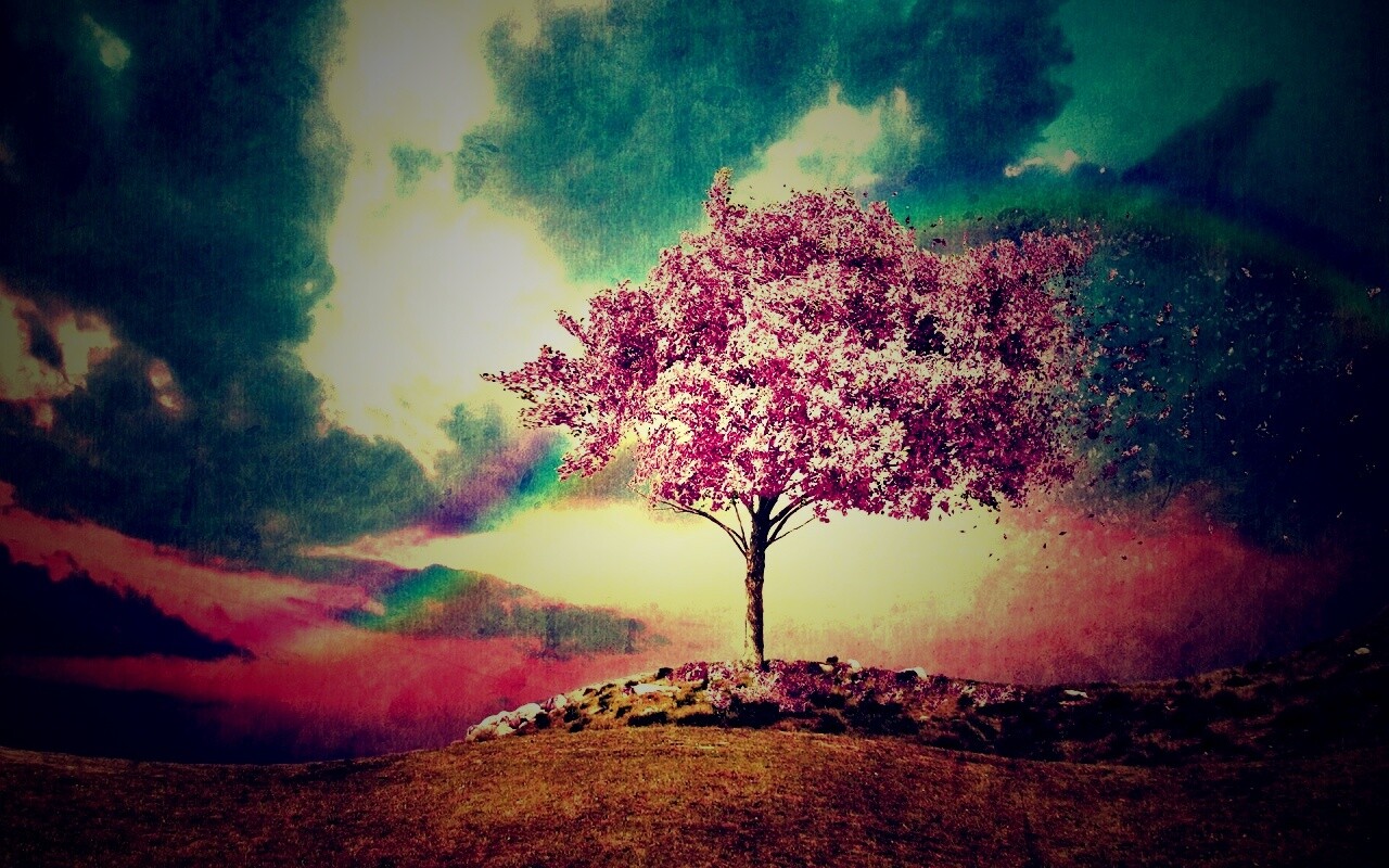 Одинокое цветущее дерево обои