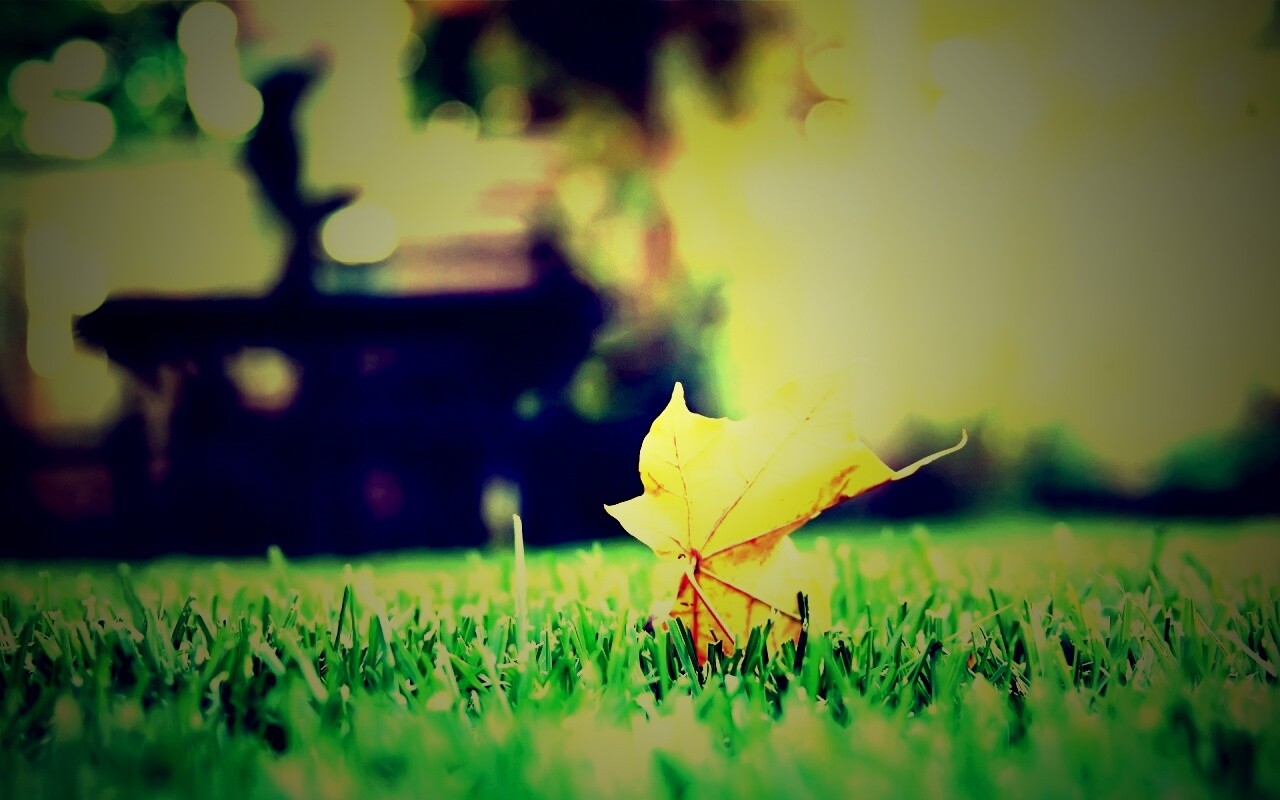 Зеленый лист на траве обои