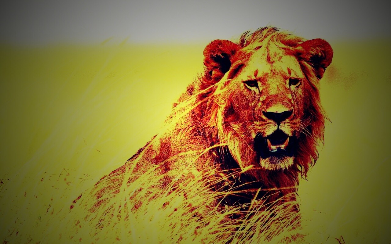 Ярко оранжевый лев обои