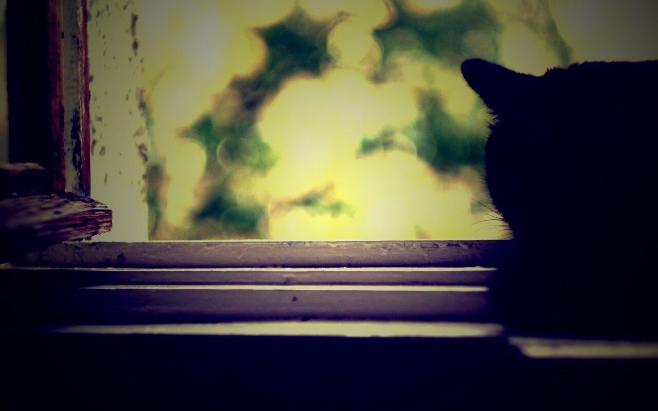 Дремлющий на окне черный кот обои
