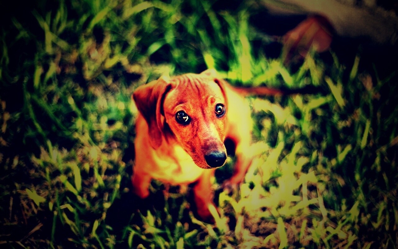 Маленькая милая такса обои